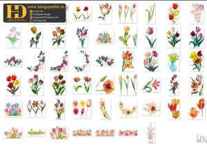 Hoa Tulip, Bông Hoa Tách Nền 11