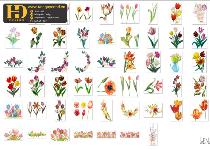 Hoa Tulip, Bông Hoa Tách Nền 11