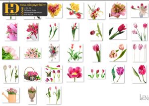 Hoa Tulip, Bông Hoa Tách Nền 2