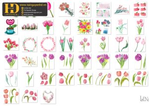 Hoa Tulip, Bông Hoa Tách Nền 4