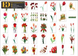 Hoa Tulip, Bông Hoa Tách Nền 6