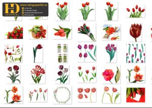 Hoa Tulip, Bông Hoa Tách Nền 7