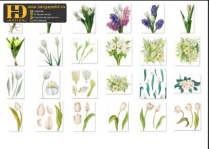 Hoa Tulip, Bông Hoa Tách Nền 8