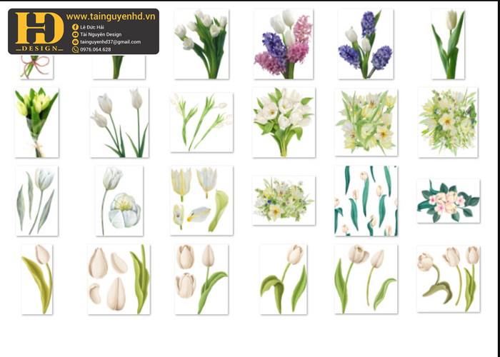 Hoa Tulip, Bông Hoa Tách Nền 8