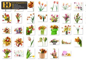 Hoa Tulip, Bông Hoa Tách Nền 9