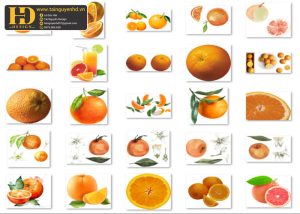 Quả Cam PNG, Orange PNG 3