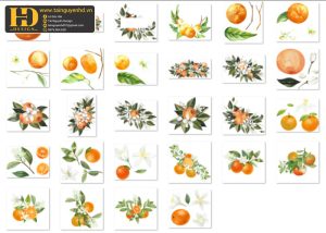 Quả Cam PNG, Orange PNG 4