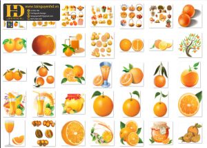 Quả Cam PNG, Orange PNG 6
