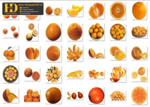 Quả Cam PNG, Orange PNG