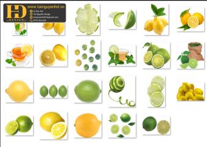 Quả Chanh Tách Nền, Lemon PNG 3