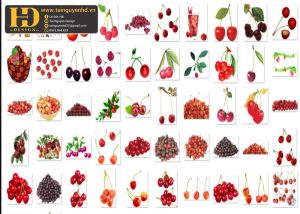 Quả Cherry, Hoa Quả PNG 1