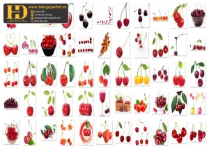 Quả Cherry, Hoa Quả PNG 2
