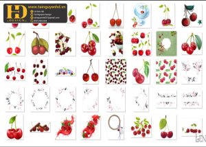 Quả Cherry, Hoa Quả PNG 3