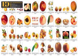 Quả Đào PNG, Quả Đào Tách Nền (1)