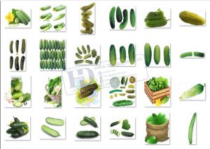 Quả Dưa Chuột PNG 2