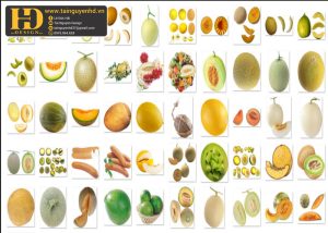Quả Dưa Lưới, Dưa Hấu Vàng PNG