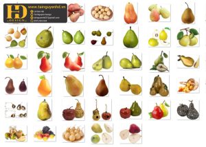 Quả Lê, Hoa Quả PNG 2