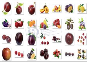 Quả Mận, Quả Mận Tím, Hoa Quả PNG 2