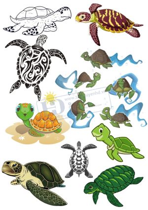 Rùa Biển, Vector Con Rùa (1)