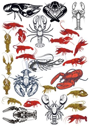 Shrimp, Con Tôm, Vector Hải Sản