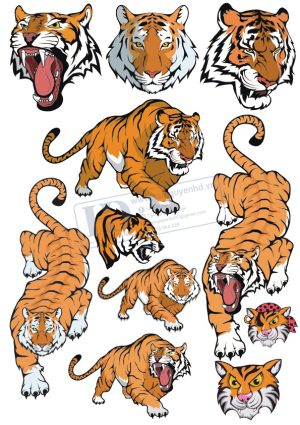 Tiger, Con Hổ, Vector Con Hổ (15)