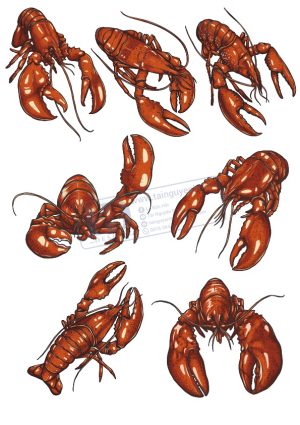 Tôm Cua, Vector Hải Sản (5)