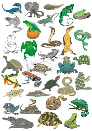 Vector Động Vật Tổng Hợp