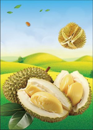 Poster Hoa Quả Đẹp, Sầu Riêng (30)