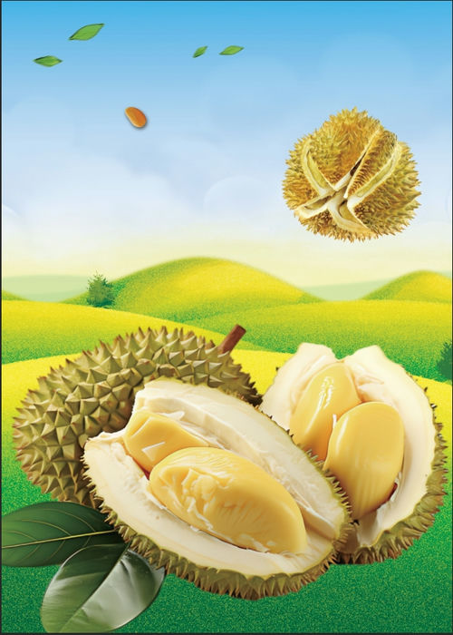 Poster Hoa Quả Đẹp, Sầu Riêng (30)