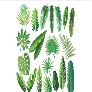 Bộ sưu tập hình minh họa lá cây nhiệt đới 1