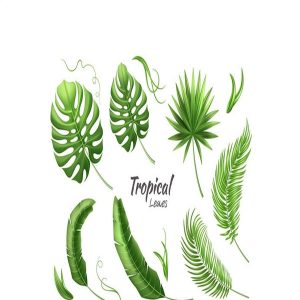 Bộ sưu tập hình minh họa lá cây nhiệt đới 2