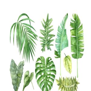 Bộ sưu tập hình minh họa lá cây nhiệt đới 3