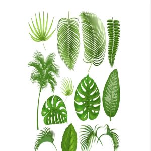 Bộ sưu tập hình minh họa lá cây nhiệt đới