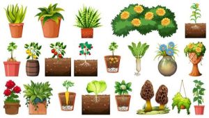 Bộ sưu tập hình nền vector các chậu cây khác nhau