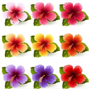 Hình ảnh hoa dạng vector 2