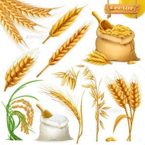 Hình minh họa lúa mì dạng vector