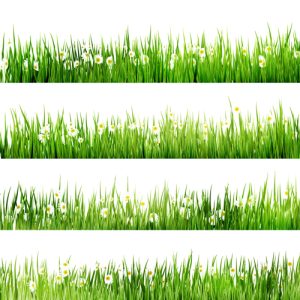 Mẫu thiết kế viền cỏ thực tế vector 04