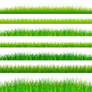 bộ viền cỏ xanh vector