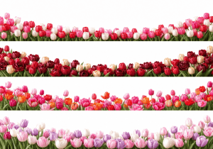 Chân Hoa Trang Trí, Hoa Tulip (2)
